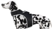 GPS Waterproof Pocket Pet Locator Device Portable GSM Dog Cat Tracker Size:L